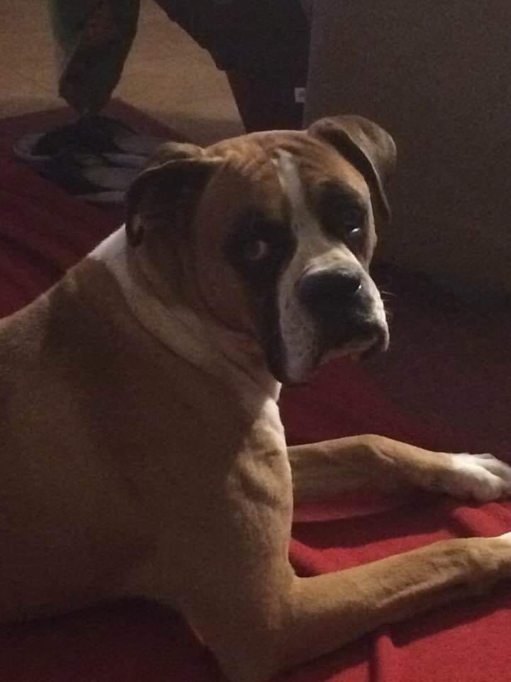Readers pet photos